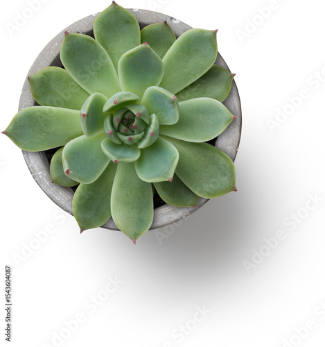 A top-down view of a succulent plant in a round pot, showcasing its vibrant green leaves and unique shape.