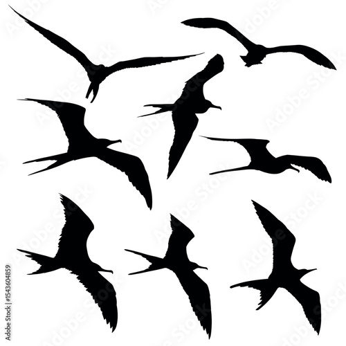 Beautiful Frigate Bird Silhouette Set