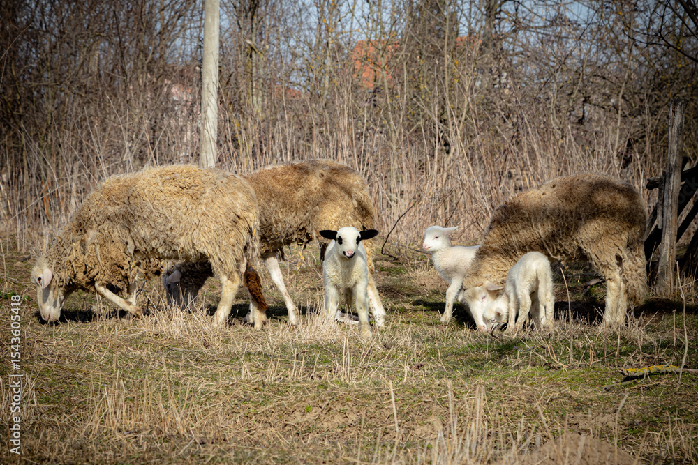 Fototapeta premium Spring School for Lambs