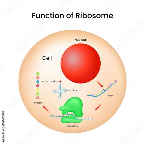 Function of Ribosome Visual Guide