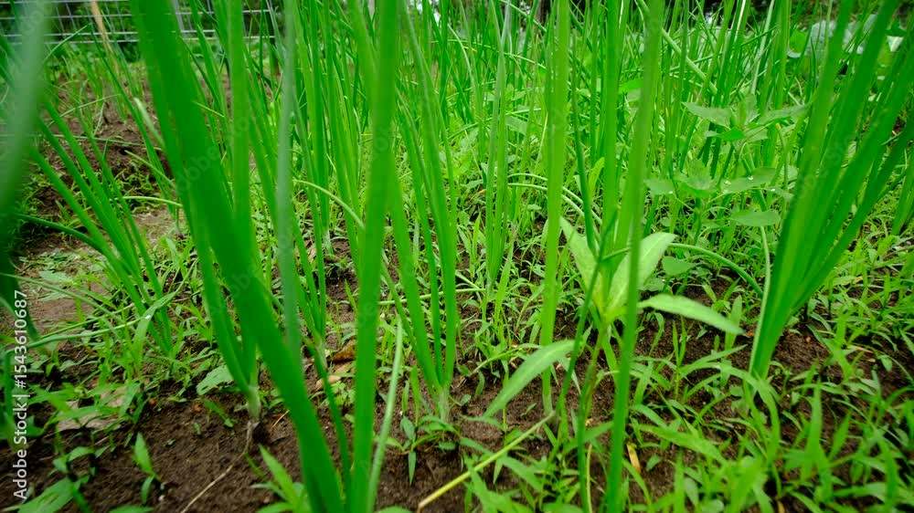 Slowly moving forward through onion stalks as vegetable are in very early stage while growing in sand rich garden bed Slowly moving forward through onion stalks as vegetable are in very early stage while growing in sand rich garden bed