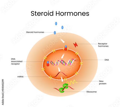 Steroid Hormone Action in Cell