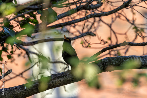 Photography Male Common Blackbird (Turdus merula) in Phoenix Park, Dublin – widespread acros
