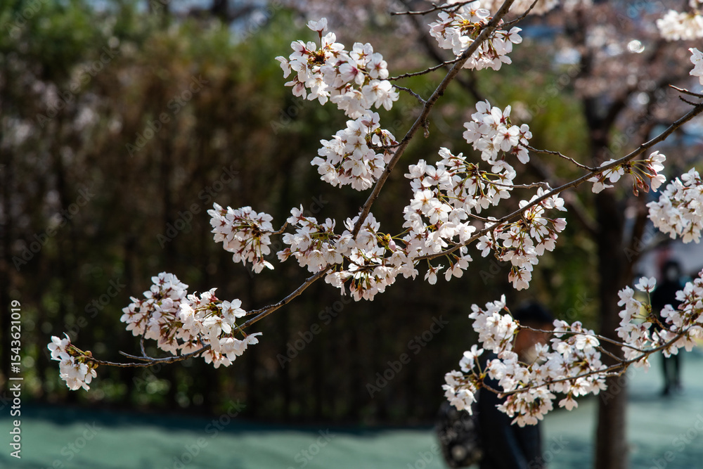 Fototapeta premium cherry blossoms in April