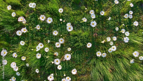 field of grass and rural flowers drone shot bird s eye aerial top view natural green background