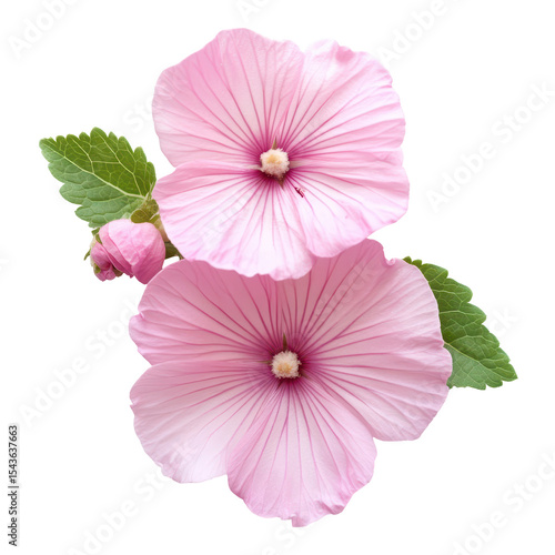 Pink Marshmallow or Althaea officinalis flower, Beautiful pink flowers of the marshmallow plant, isolated on transparent background