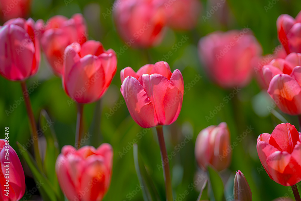 Fototapeta premium Bunch of red tulips. Close up spring flowers. Amazing red pink tulips blooming in garden. Tulip flower plants landscape. Spring blossom background. Spring blossom red and green background.