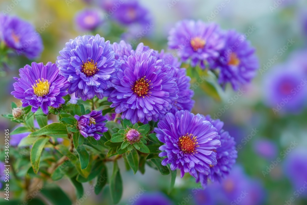 Obraz premium Purple Aster Flower in Bloom
