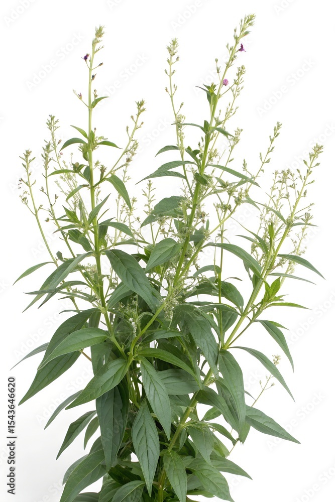 fresh Andrographis paniculata herbs isolated on white fresh Andrographis paniculata herbs isolated on white