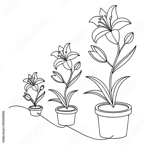 Continuous Line Art Lily Growth Potted Plants, Stages of Development, Flower Bloom