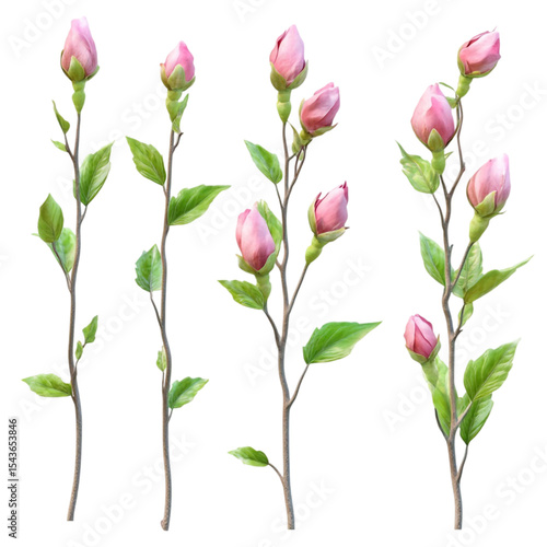 Pink Magnolia Buds Blooming Vibrant Stripes Background Delightful Spring Scene