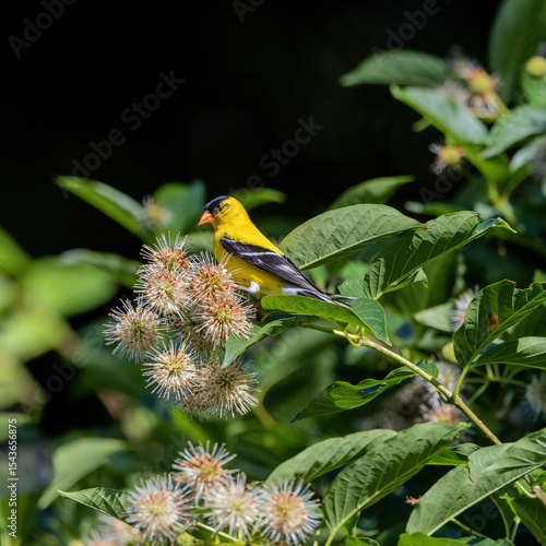 An American Goldfinch perched among the blooms of a native Buttonbush.