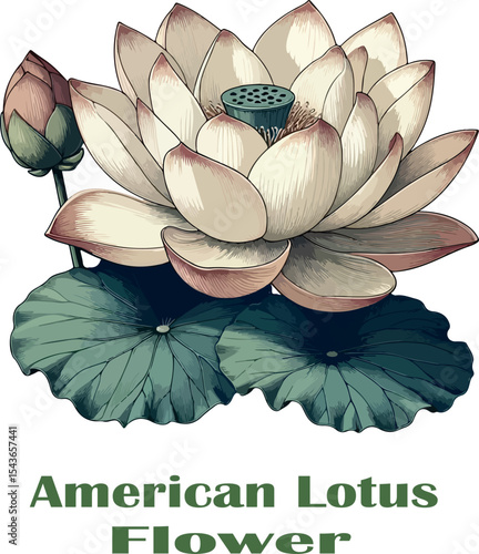 American Lotus Flower logo Vector white background .