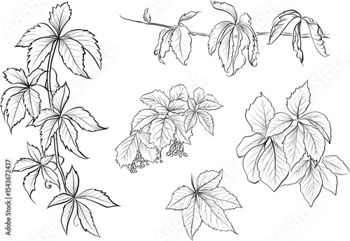 Hand drawn Virginia creeper leaves and vines sketch vector