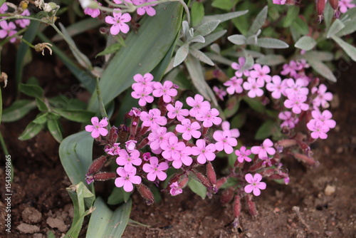 Pink flowers of rock soapwort (Saponaria ocymoides) in summer garden