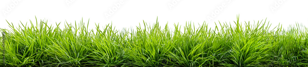 Fototapeta premium green grass isolated on white
