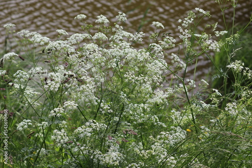 White flowers of wild beaked parsley (Anthriscus sylvestris) in wild