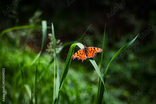 butterfly on a flower