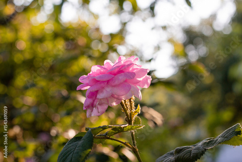 pink magnolia flowers