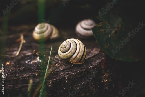 snail on a leaf