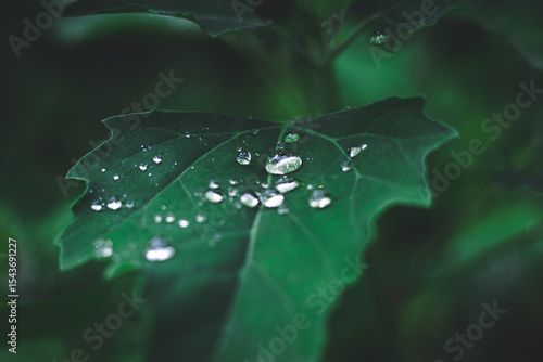 butterfly on leaf