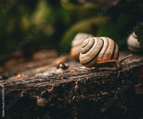 snail on a leaf
