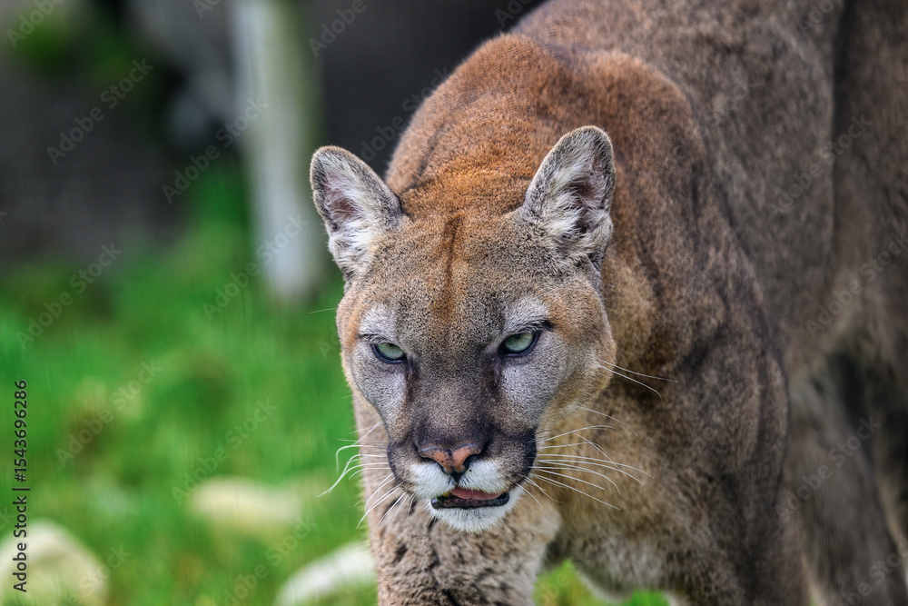Obraz premium 2025-03-02 CLOSE UP OF A LARGE COUGAR WITH EARS UP AND BRIGHT EYES AND A INTENSE LOOK AT THE COUGAR MOUNTAIN ZOO IN ISSAQUAH WASHINGTON