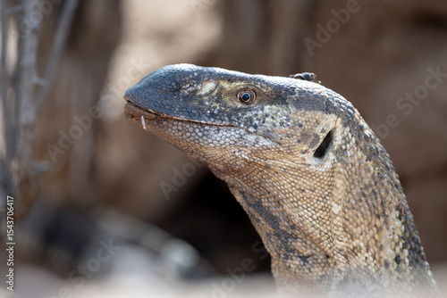 A Rock Monitor Lizard peeks out from a burrow.