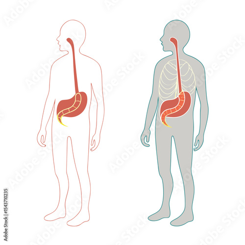 Human Digestive System Anatomy: Esophagus and Stomach Depiction in Two Color Styles
