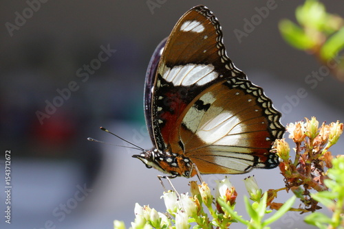 Diadem Butterfly