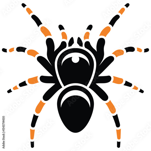 Tarantula Spider
