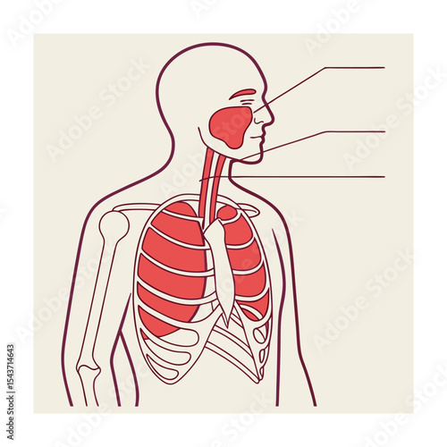Human Respiratory System Anatomy Illustration with Labeled Areas for Educational Purposes
