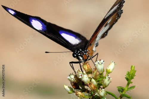 Diadem Butterfly Pollination