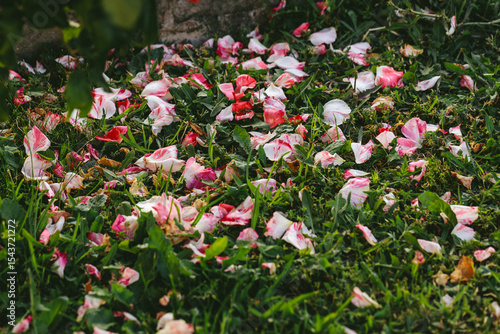 Fallen rose petals on fresh grass. Pink and white fragments of blossoms scattered chaotically, evoking natural decay, beauty in imperfection and romantic symbolism of fading moments.