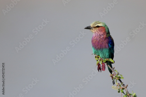 Beautiful Lilac-breasted Roller