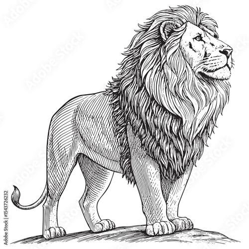 Lion the king line art