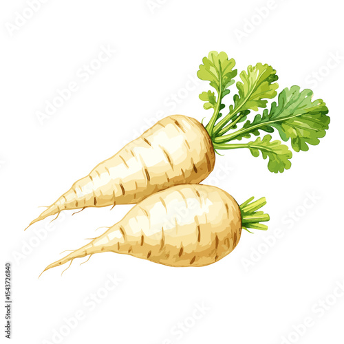 Two Whole Fresh Parsnips with Leaves
