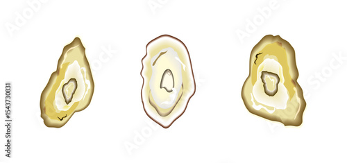 Set of oysters isolated on white background. Vector oyster.