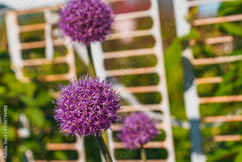 Purple round flower in summer, Allium flowers bloom