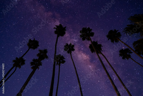 Palm tree view with night sky background 