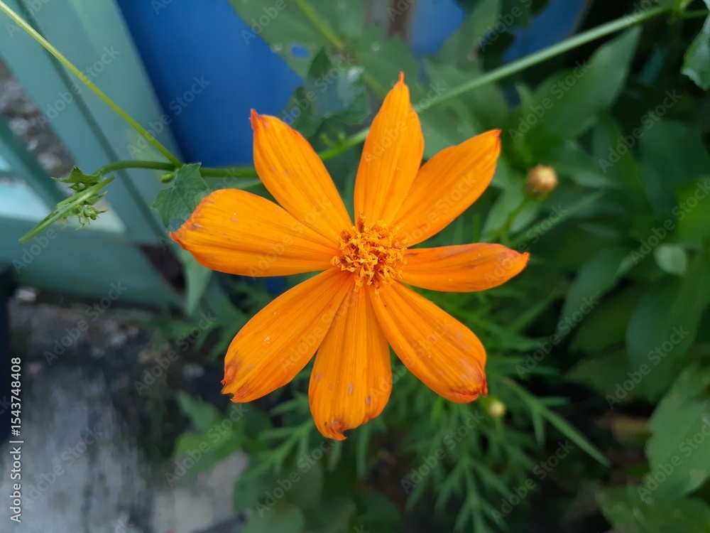Fototapeta premium Kenikir sulfur (Cosmos sulphureus) flower blooming in the garden. Also known as sulfur cosmos and yellow cosmos.