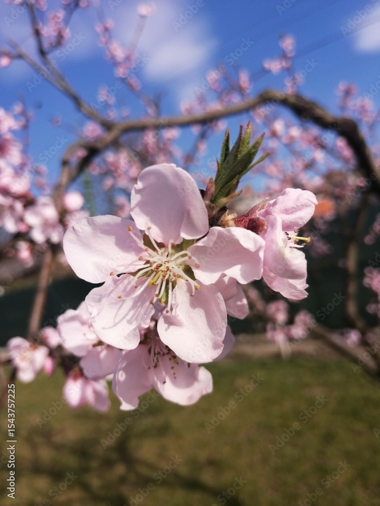 Obraz premium pink cherry blossom