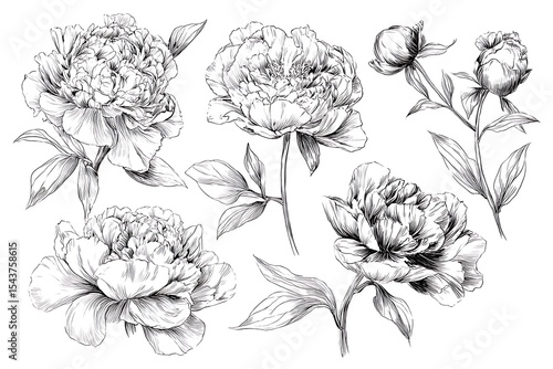 Wallpaper Mural Detailed Pen and Ink Drawing Featuring Five Peony Flowers and Buds on White Torontodigital.ca