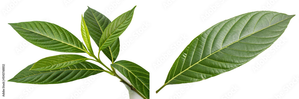 Fototapeta premium Malabar nut (Justicia adhatoda)