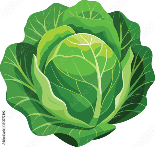 green cabbage isolated on white