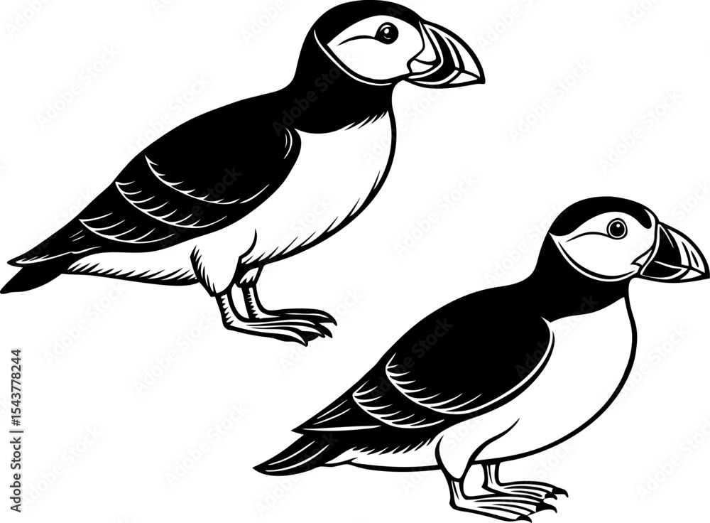 Fototapeta premium A puffin standing upright, isolated on a white background