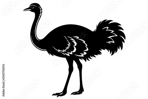 ostrich isolated on white background