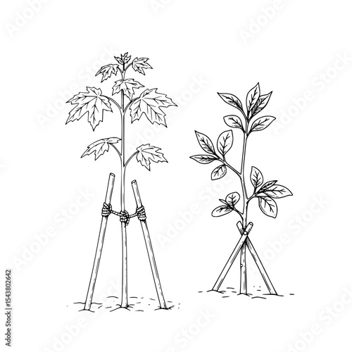 Young trees supported with stakes in a hand-drawn style  