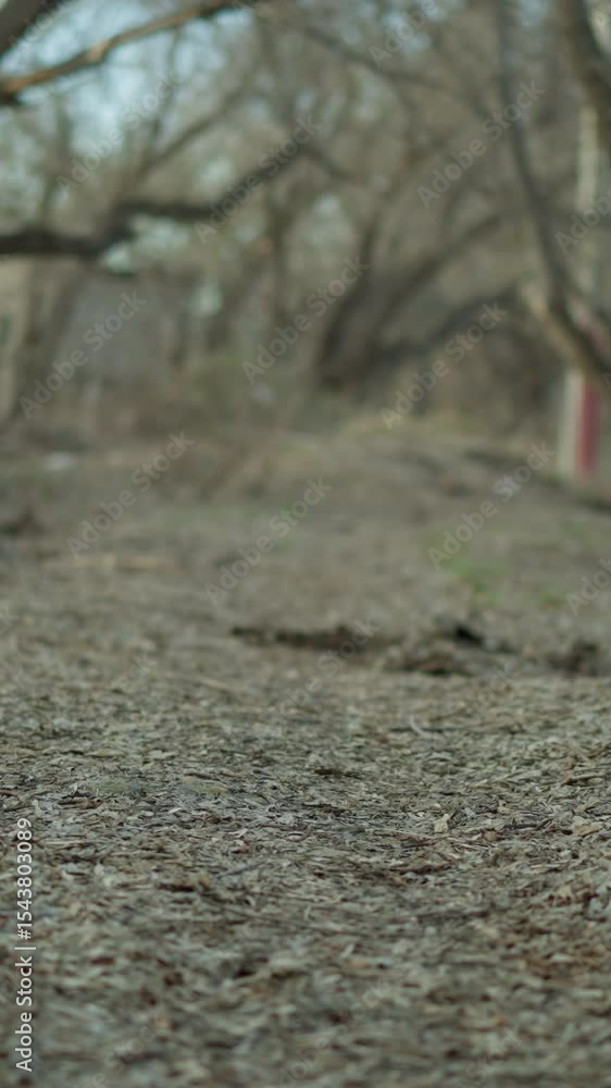 A deserted forest path with a soft focus on the ground and trees in the background, with white car passing by A deserted forest path with a soft focus on the ground and trees in the background, with white car passing by
