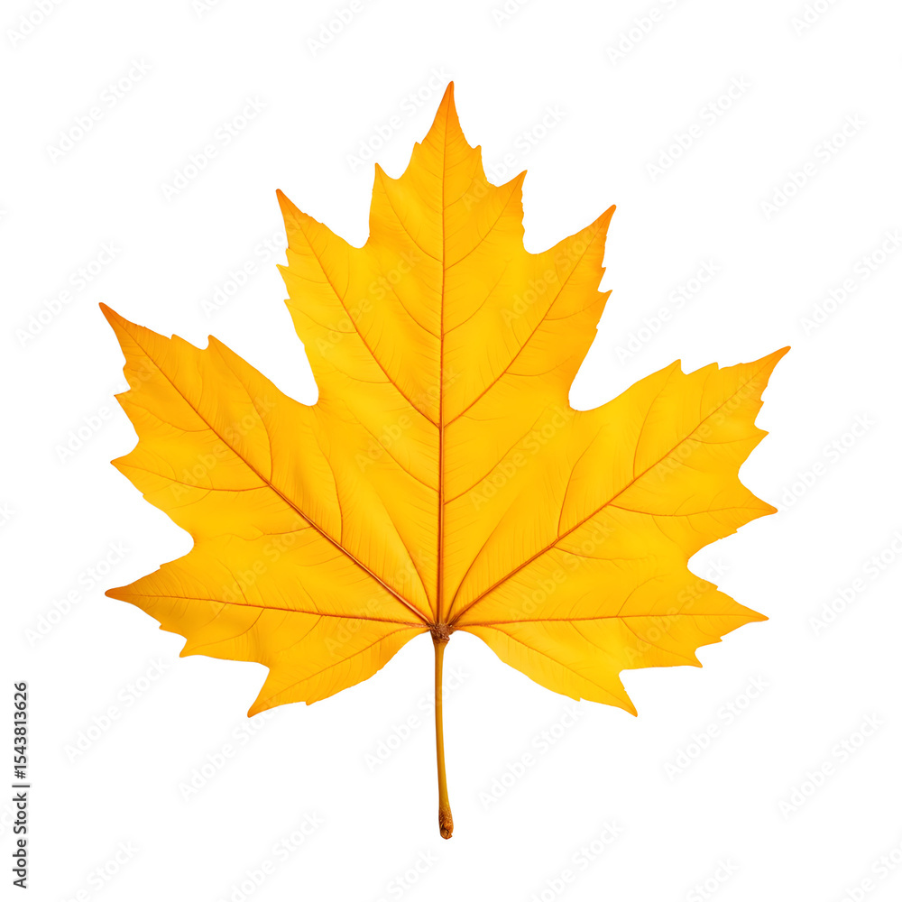 Yellow maple leaf isolated on white background Yellow maple leaf isolated on white background